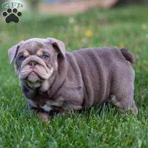 Indigo Pearl, English Bulldog Puppy